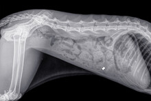 X-ray of a cat shot with an airgun bullet. The bullet is located in the front part of the abdomen. Side view, isolated on black