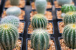 © Pattanan - Small cactus in mini pot in the garden