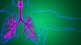 Fototapeta Do przedpokoju - Lungs Human Respiratory System Anatomy For Medical Concept 3D