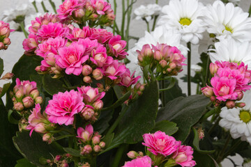 Wall Mural - Blooming pink kalanchoe flowers on a light background