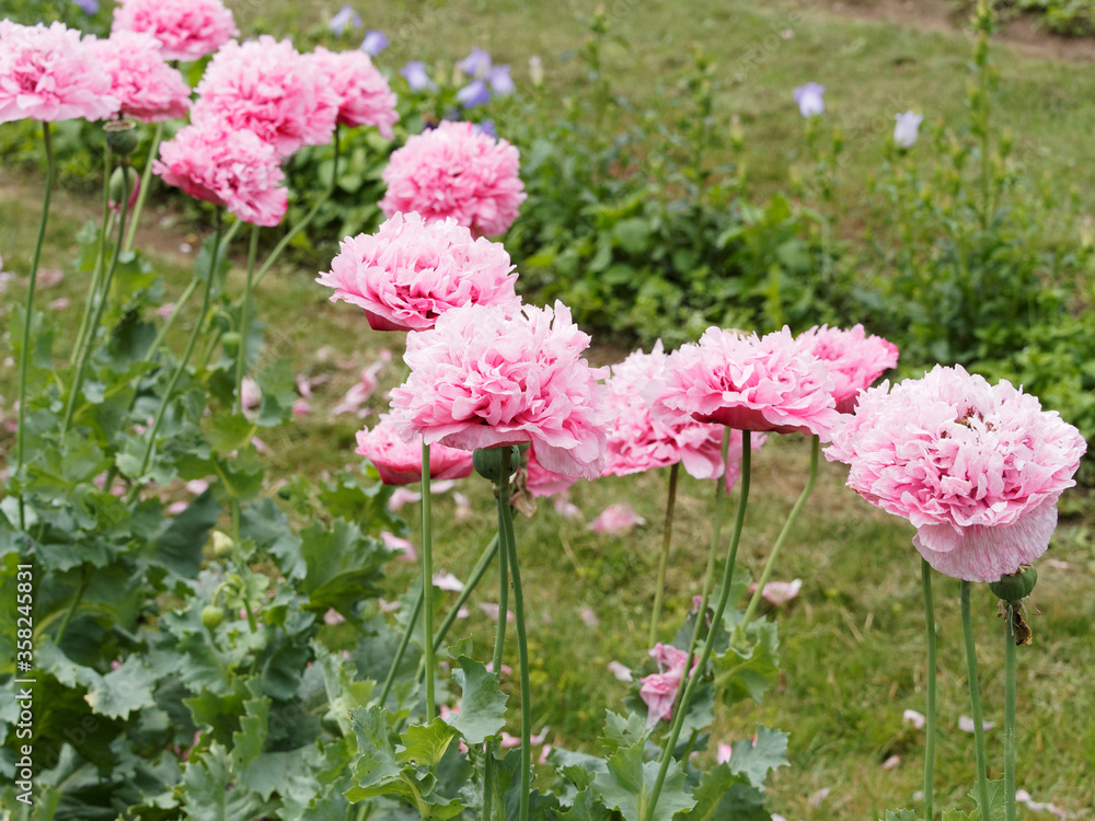 (Papaver somniferum) Allée fleurie de fleurs de pavots des jardins ou ...