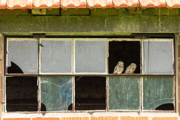 Junge Steinkäuze in einem alten Gebäude