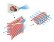 Fish gas exchange. Structure of Gills in Fishes. Respiration