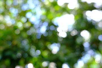 Wall Mural - blurred green bokeh background