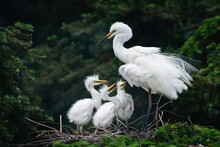 Great Egret, Common Egret, Large Egret, Baby Egret,Great White Heron - Ardea Alba