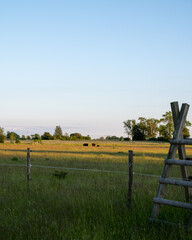 Wall Mural - A group of cows eating of the long grass in a pasture in the flat farmlands of Skåne (Scania) in southern Sweden