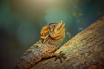 Sticker - Dragon forest lizard  on branch in tropical  garden 