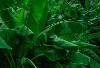 Wall Mural - banana green leaves on dark background. banana leaf in tropical garden. green leaves with beautiful 