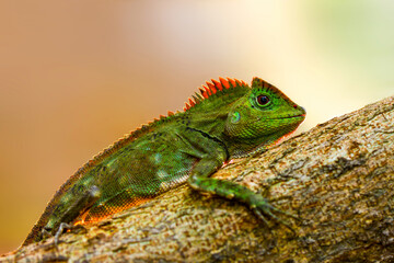 Sticker - Dragon forest lizard  on branch in tropical  garden 