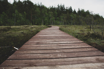 boardwalk in the woods