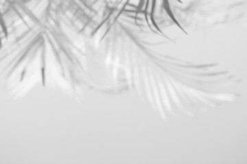 Sticker - Abstract gray shadow background of palm leaves, black and white monochrome tone