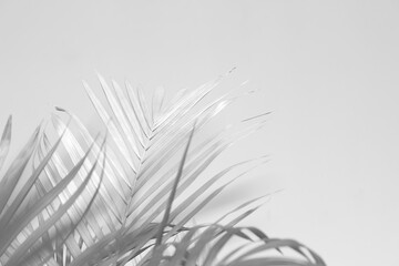 Sticker - Abstract gray shadow background of palm leaves, black and white monochrome tone