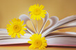Yellow daisies between pages of books on a yellow background. The concept of summer reading, romantic sentimental literature.
