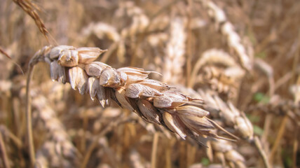 Ripened wheat on the field in the sun. Farm stock background for design.