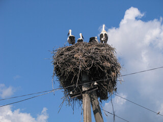 Stork is a big beautiful bird sitting in a nest. Nature near the village in the summer. Stock photo background