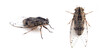 © Suradech - Cicadas isolated on a white background.