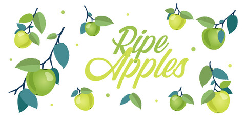 Ripe green and yellow apples on branches with leaves. Cartoon vector illustration of fresh fruits on white background for leaflets, flyers, banners, posters, decor or print design