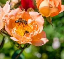 Honey Bee Collecting Pollen From A Orange Yellow Rose . Bee Pollinating A Flower.