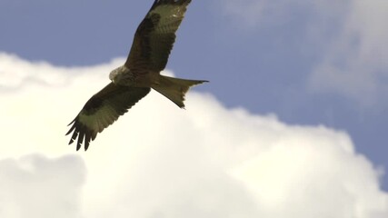 Wall Mural - Tracking shot of majestic red kite eagle glides through the air in slow-motion
