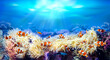 Clownfish swimming among sea anemones. Animals of the underwater sea world. Life in a coral reef. Amphiprion percula. Ecosystem. 