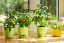 Bushes Of Cherry Tomatoes Grow In Flower Pots On The Windowsill. Potted Tomatoes On Window. Kitchen Garden.