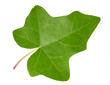 Green Ivy leaf