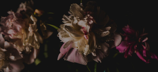  Beautiful delicate peonies on a dark background, blooming flowers, March 8, mother's day, birthday present