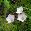 powoj polny to roslina o bialofioletowych kwiatach rosnaca na poboczach drog w miescie bialystok na podlasiu w polsce