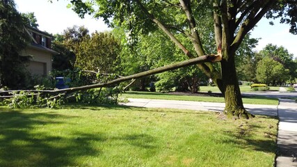 Wall Mural - Pan right view of a large broken tree branch down in front of a house after a fierce wind and rain storm