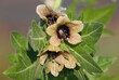 Black henbane blooming plant, Hyoscyamus niger