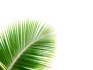 Wall Mural - Coconut leaf isolated on a white background