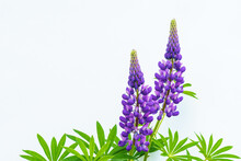Purple Lupine Flowers On A White Background With Copy Space