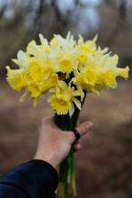 Close Up Of Miniature Daffodil Flowers Blooming On A Spring Day.Female Hand Hold Narcissus Flowers Bouquet. Flat Lay, Top View Minimal Floral Composition.