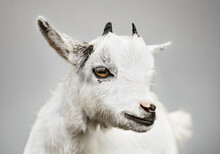White Pygmy Goat