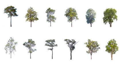 Wall Mural - Tree isolated on a white background. A set of trees.