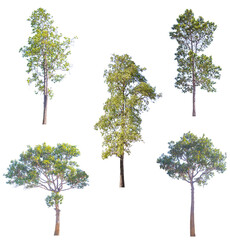 Wall Mural - Isolated trees on white background, The collection of trees.