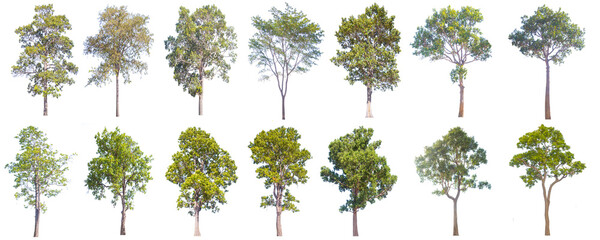 Wall Mural - Isolated trees on white background , The collection of trees.