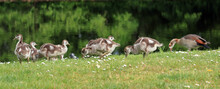 Egyptian Goosse (Alopochen Aegyptiaca) With 6 Chicks Feeding On Grass. 