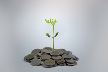 The coin pile are on top with the growth seeding with the white background. Saving and earning concept.