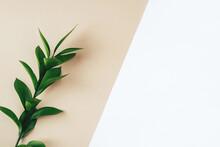 Fresh Green Branch On A Beige Background. Minimal Concept. Flat Lay, Copy Space.