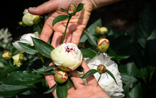 Female's Hands Holding An Opening Flower. Ants Inside Peony's Flower Bud. 
