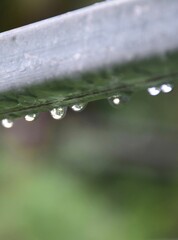 dew on a leaf