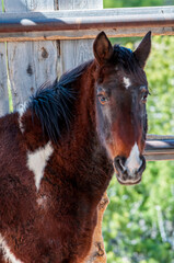 Close up of a Brown Wild Horse Head 