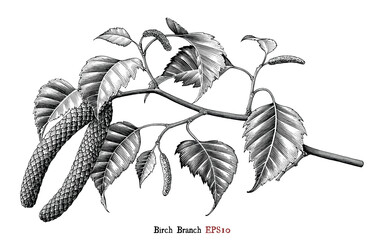 Birch Branch botanical hand drawing vintage style black and white clip art isolated on white background