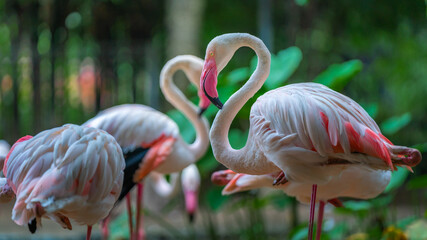 Wall Mural - Pink Flamingo In The Zoo