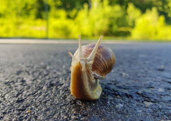 Wall Mural - a snail walks on the road