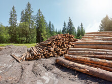 Pile Of Harvested Wooden Logs In Forest, Trees With Blue Sky Above Background