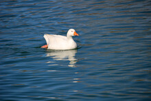 Greylag Goose Or Graylag Goose (Anser Anser) Swimming In A River