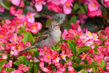 Closeup Single Cute Looking House Sparrow Or Passer Domesticus Sitting On A Pink Flower Blossoms Of A Bush