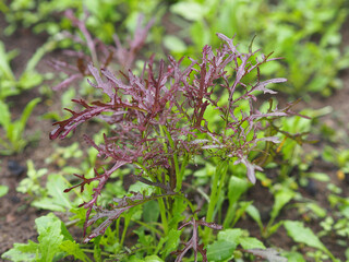 Red leaves of japanese mustard mizuna in the garden closeup. Useful spicy herbs for vegan and vegetarian nutrition with vitamins and iodine